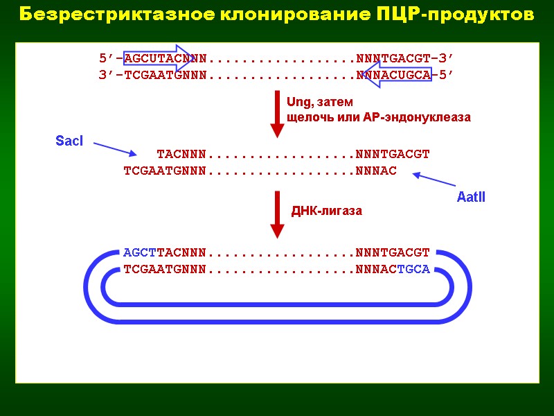 Безрестриктазное клонирование ПЦР-продуктов 5’-AGCUTACNNN..................NNNTGACGT-3’ 3’-TCGAATGNNN..................NNNACUGCA-5’     TACNNN..................NNNTGACGT TCGAATGNNN..................NNNAC SacI AatII AGCTTACNNN..................NNNTGACGT